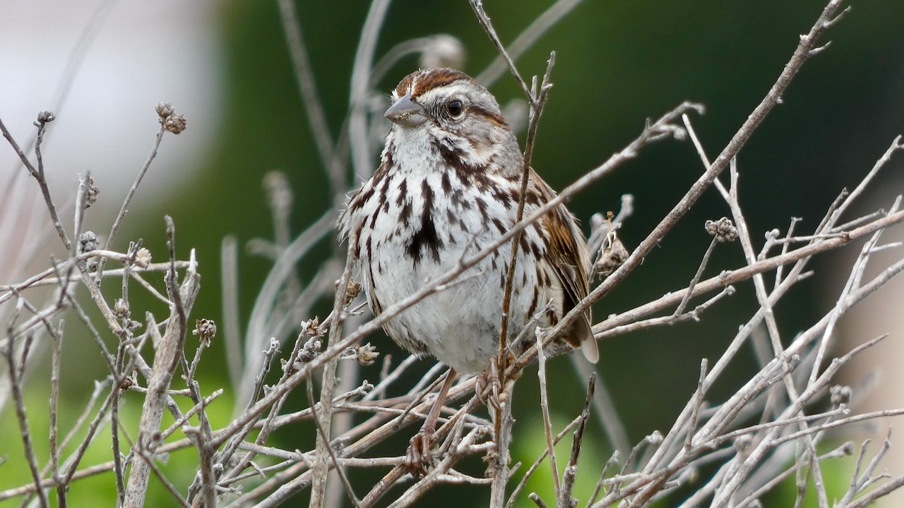 Song Sparrow