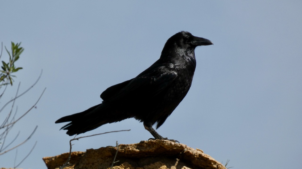 Common Raven