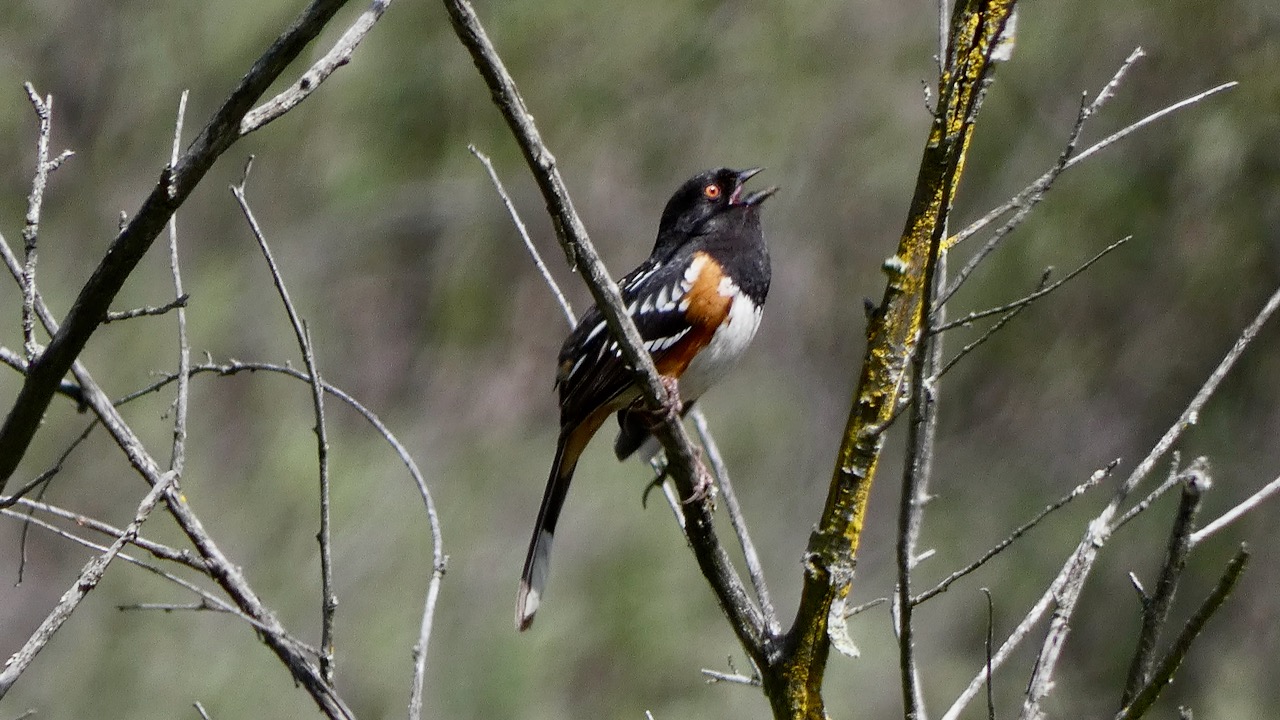 Spotted Towhee