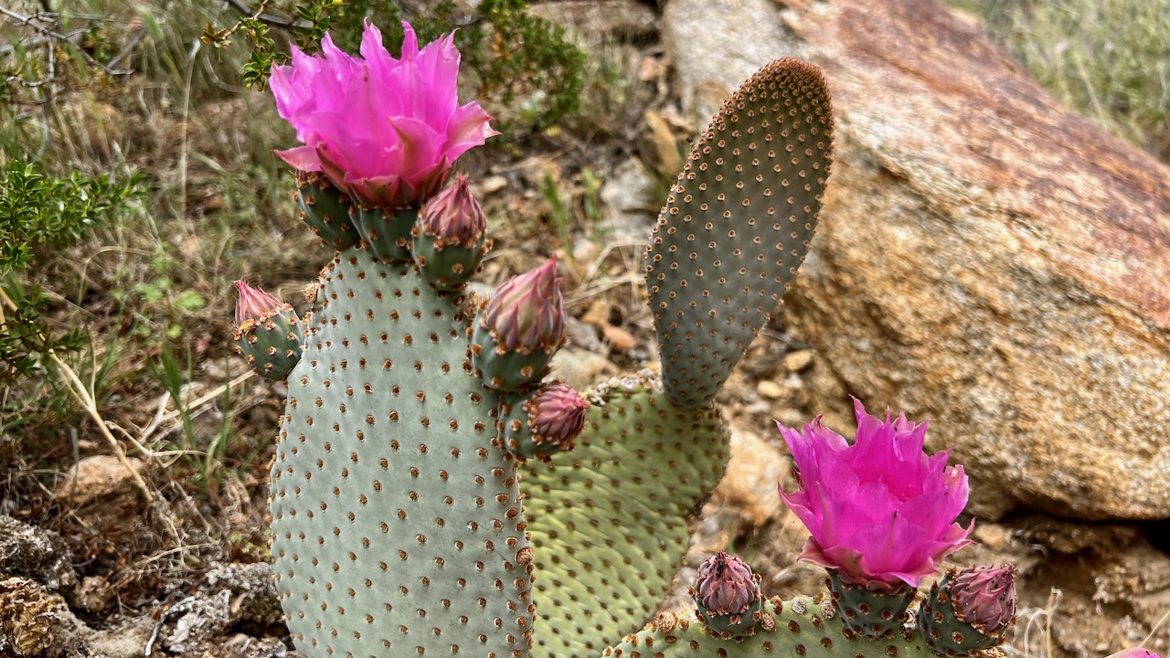 Cliff prickly-pear