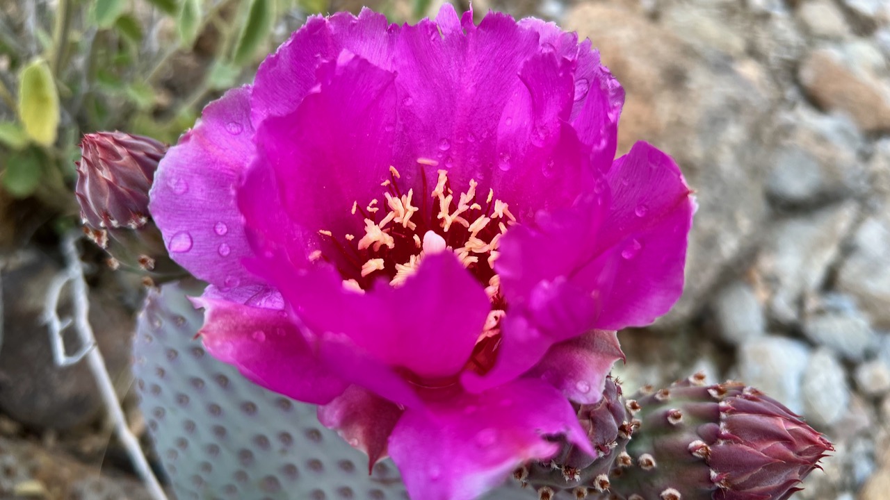 Cliff prickly-pear