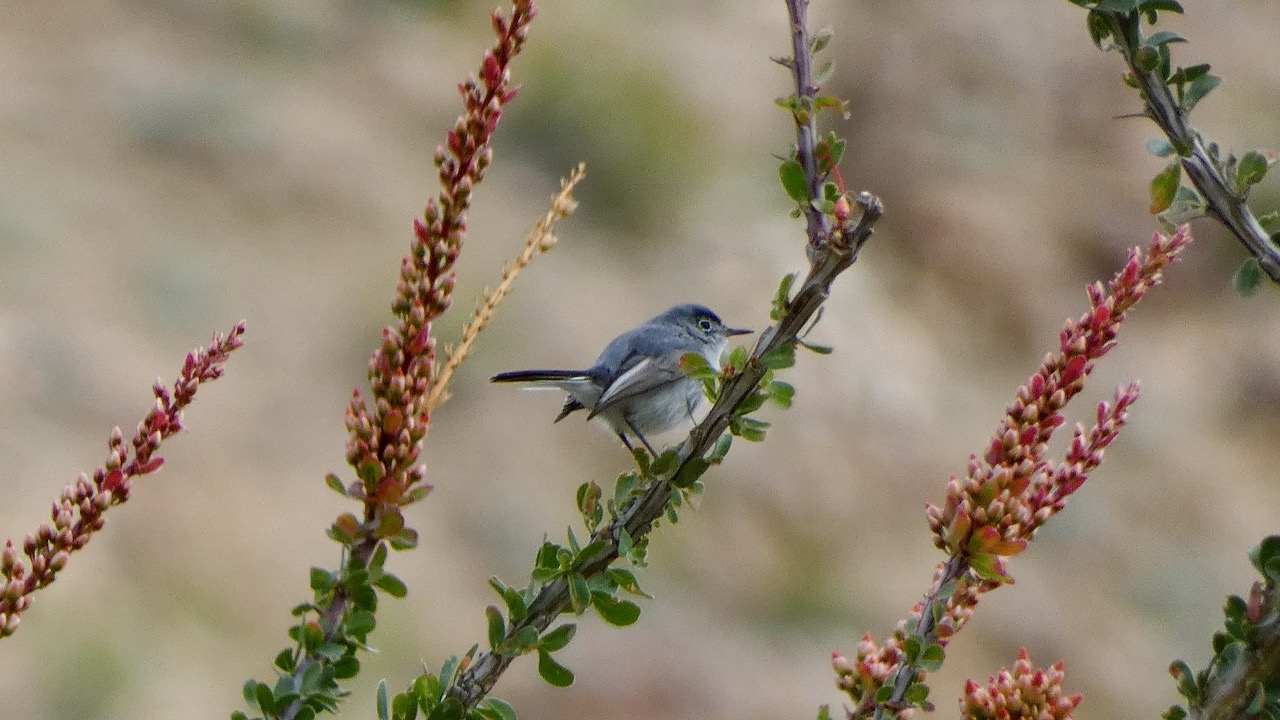 Black-tailed Gnatcatcher