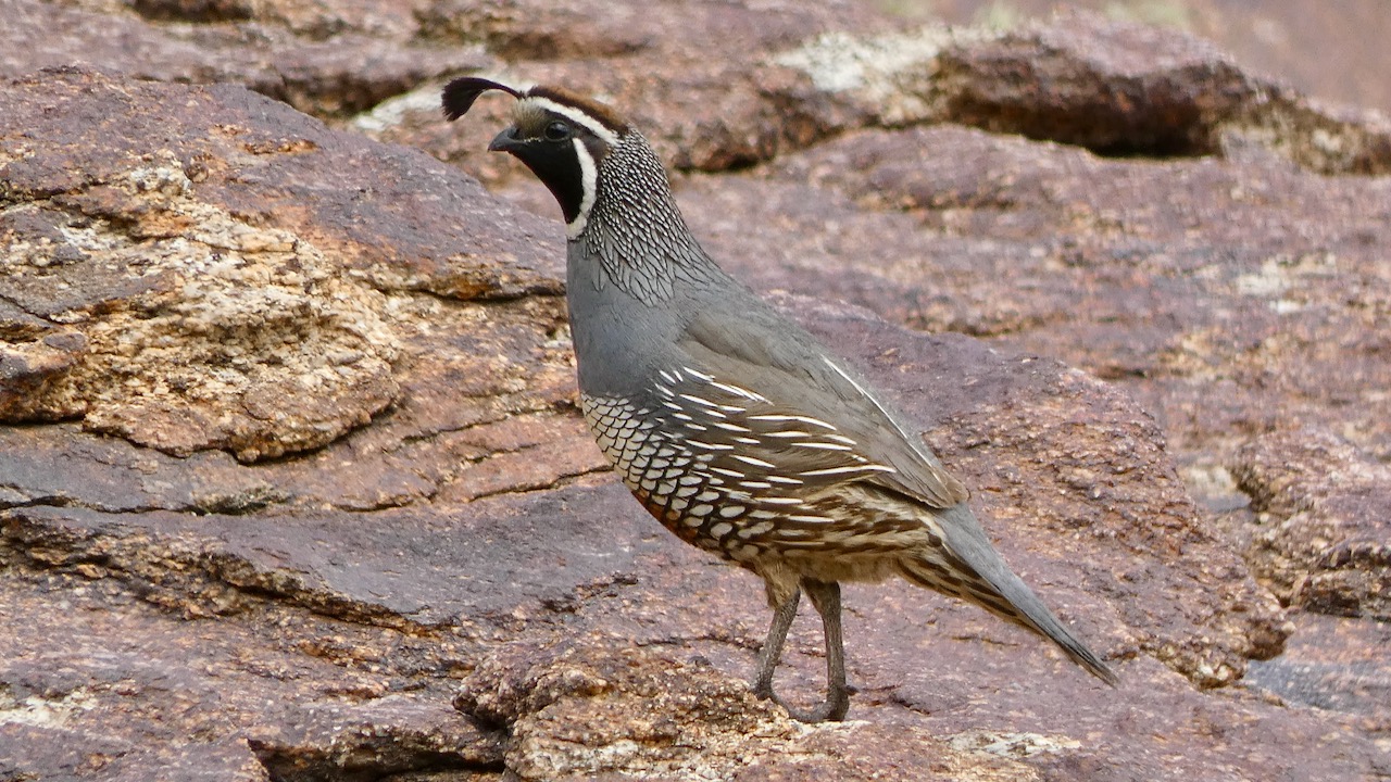 California Quail