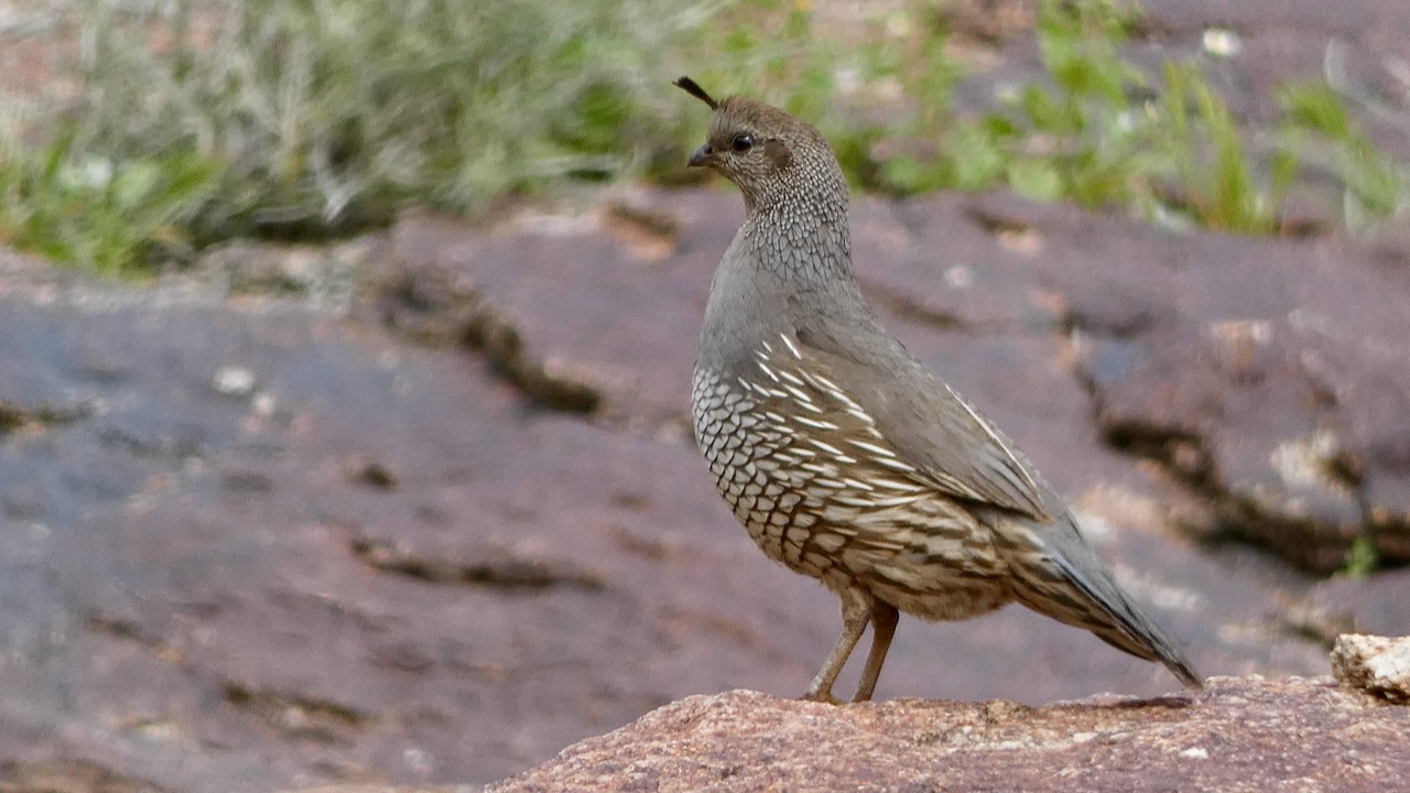 California Quail