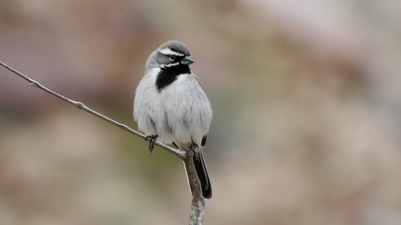 Black-throated Sparrow