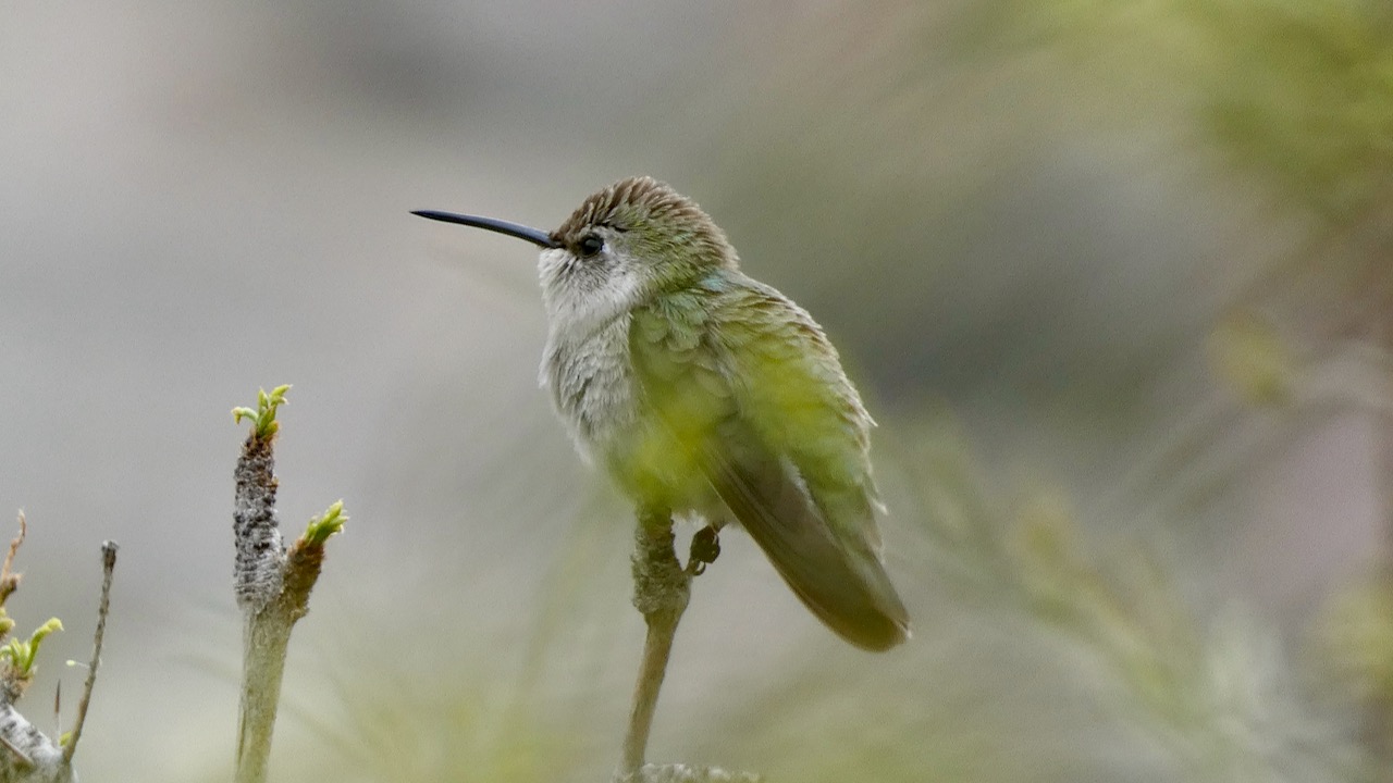 Costa's Hummingbird