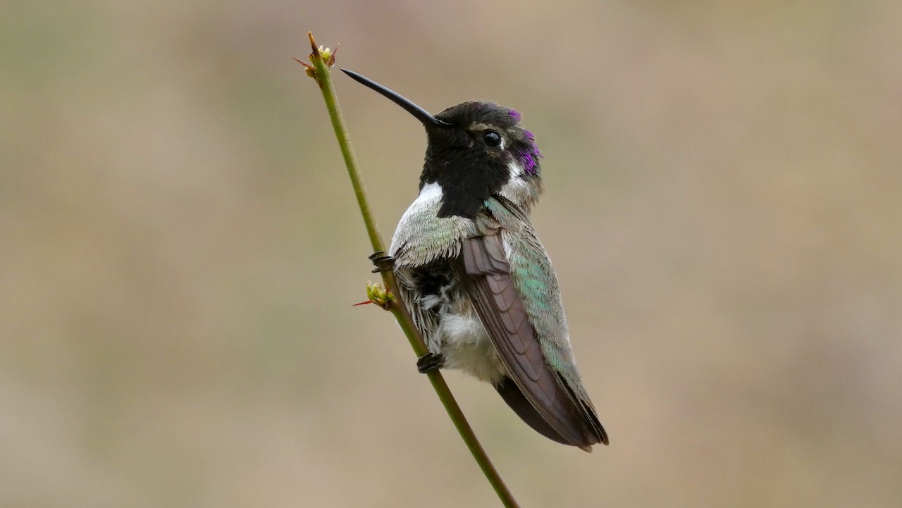 Costa's Hummingbird