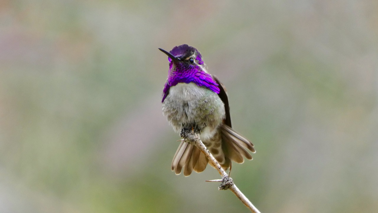 Costa's Hummingbird