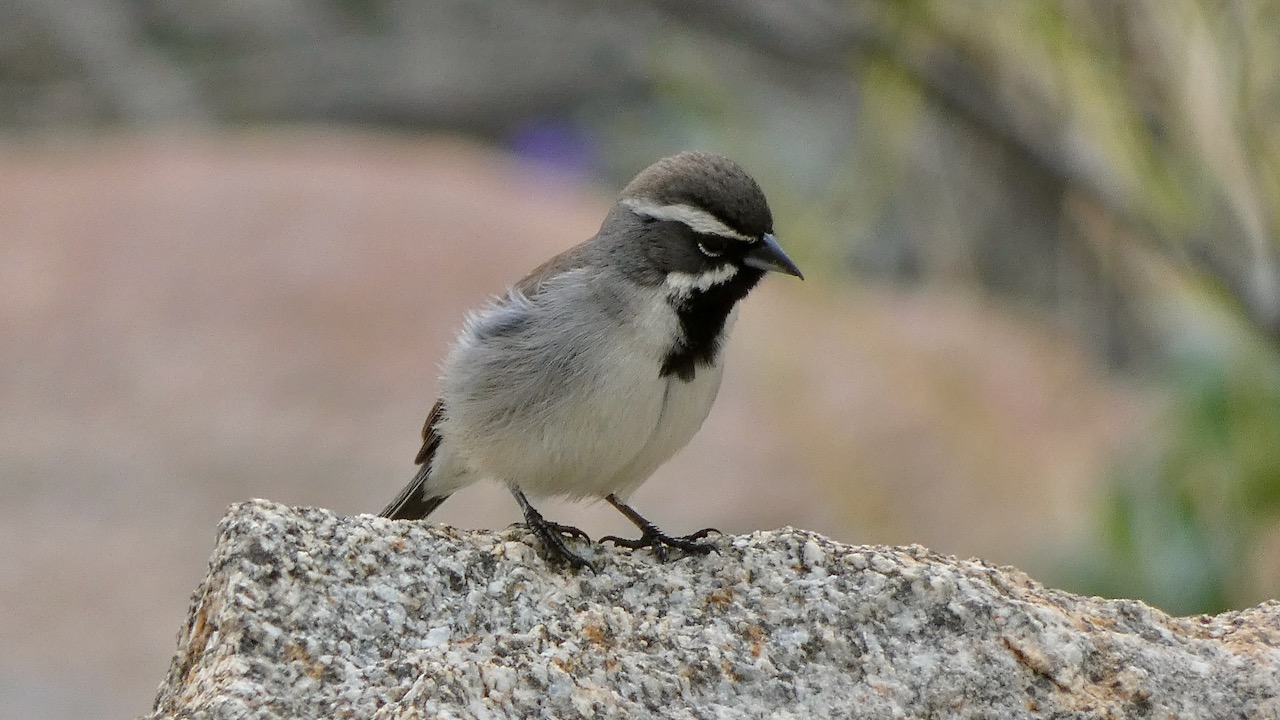 Black-throated Sparrow