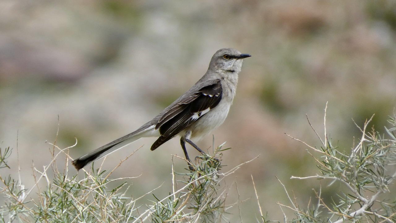 Northern Mockingbird