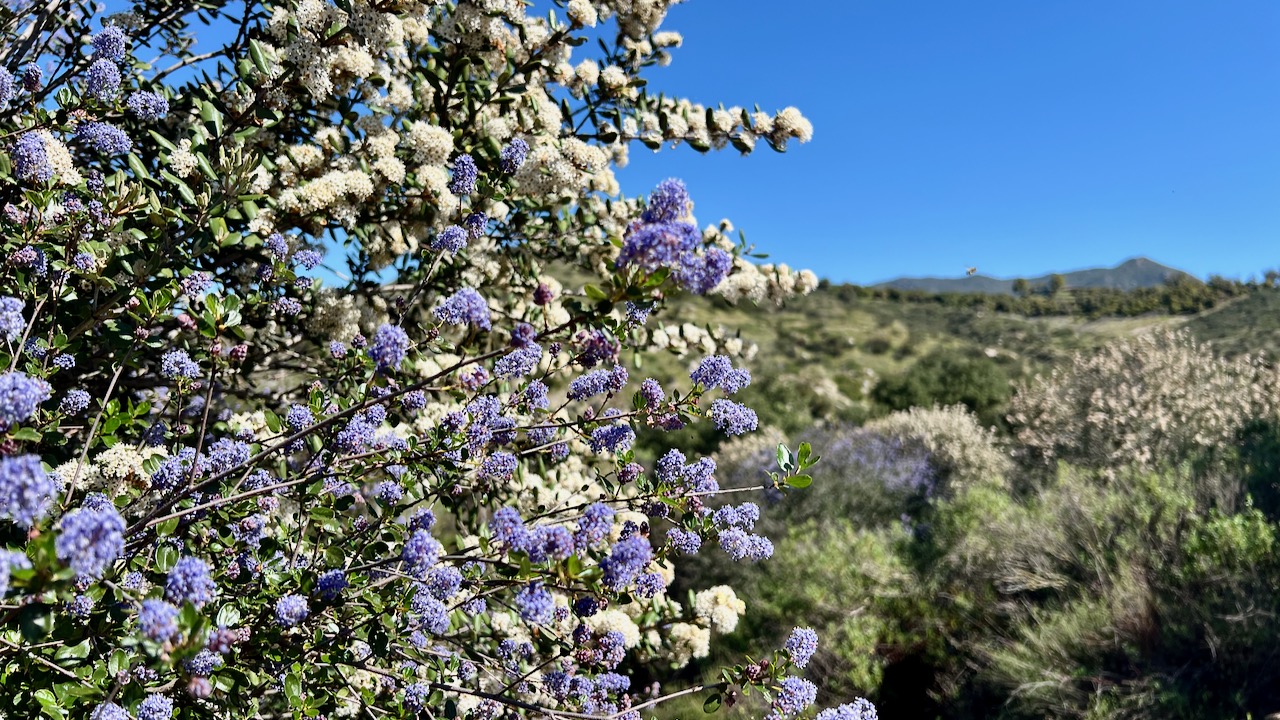 Woolyleaf ceanothus