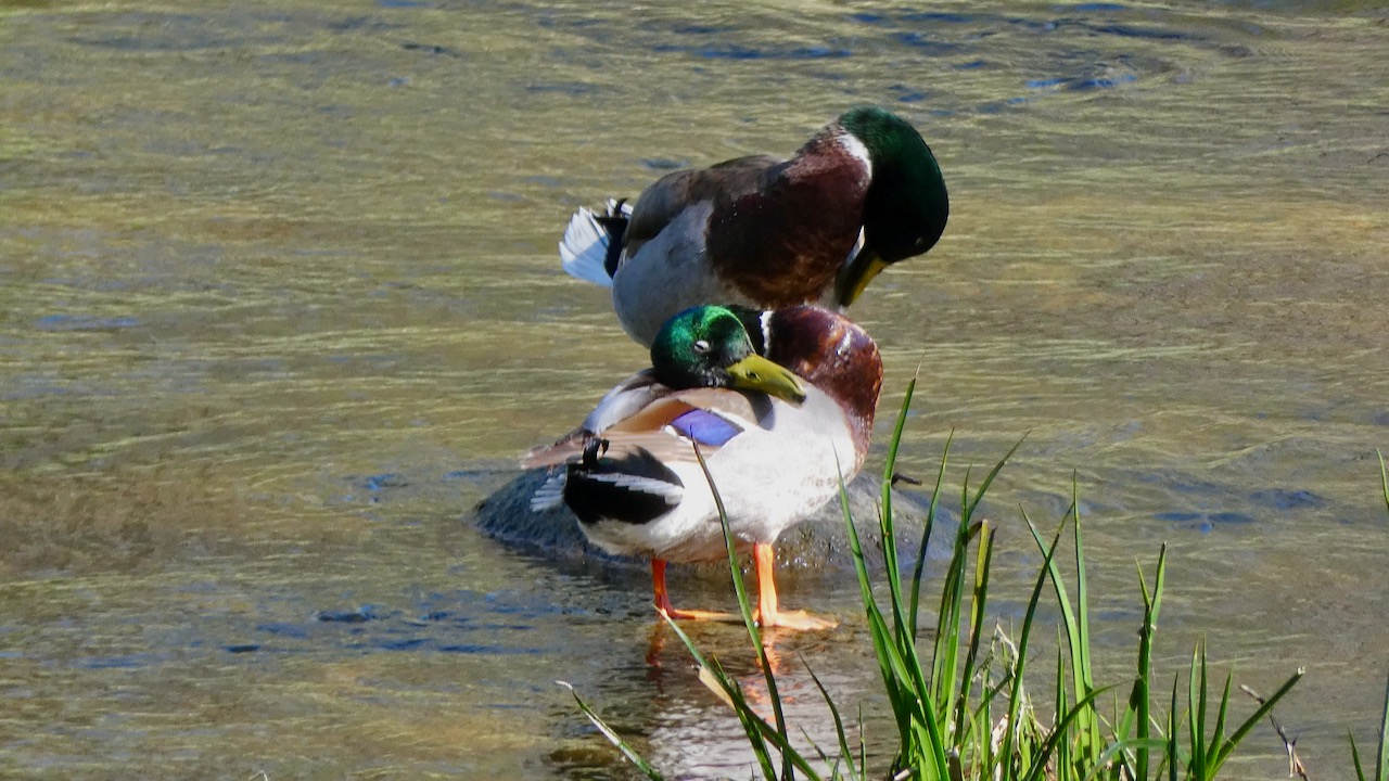 Mallards