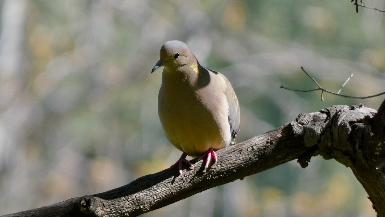 Mourning Dove