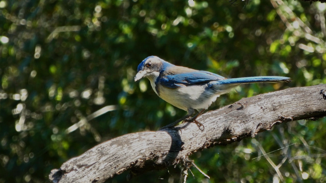 California Scrub-Jay