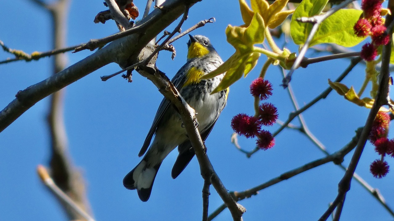 Yellow-rumped Warbler