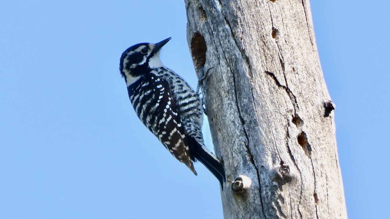 Hairy Woodpecker