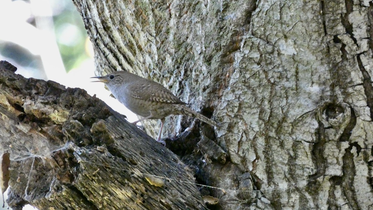 House Wren