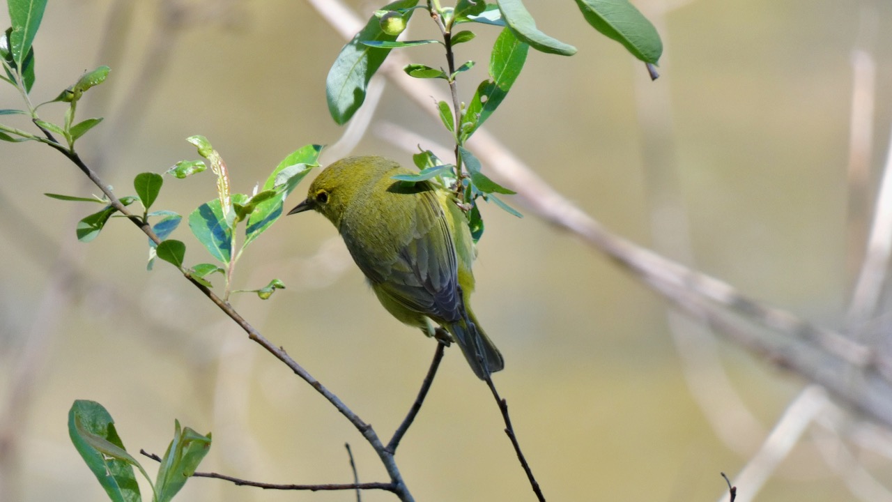 Orange-Crowned Warbler