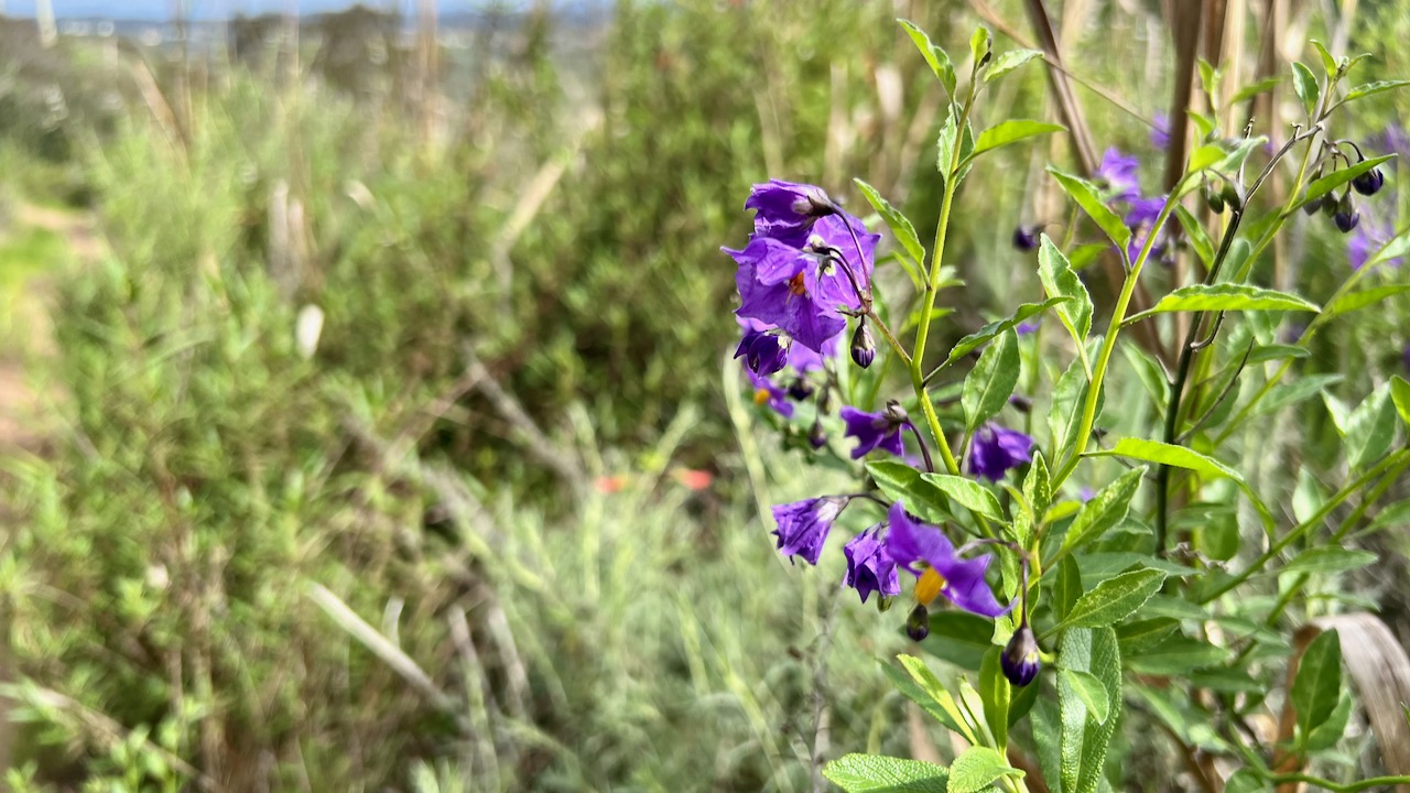 Bluewitch nightshade