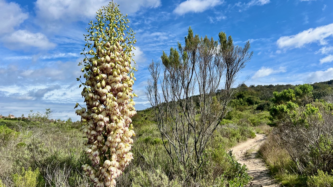 Chaparral yucca