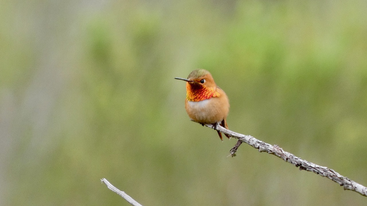 Allen's Hummingbird