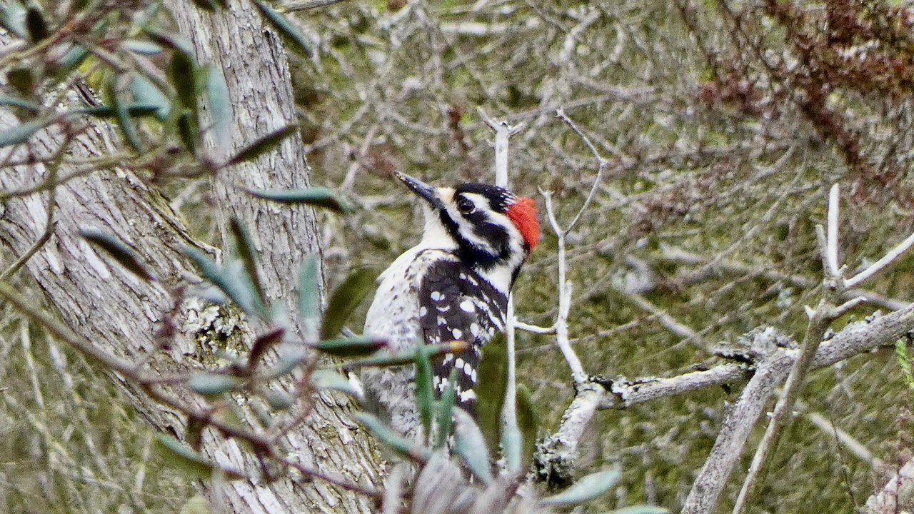 Nuttall's Woodpecker