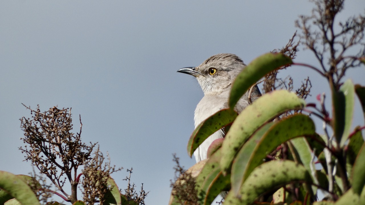 Northern Mockingbird