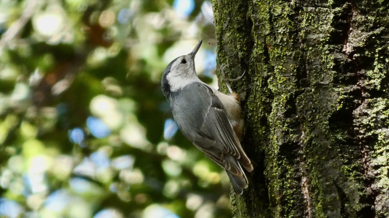 White-breasted Nuthatch