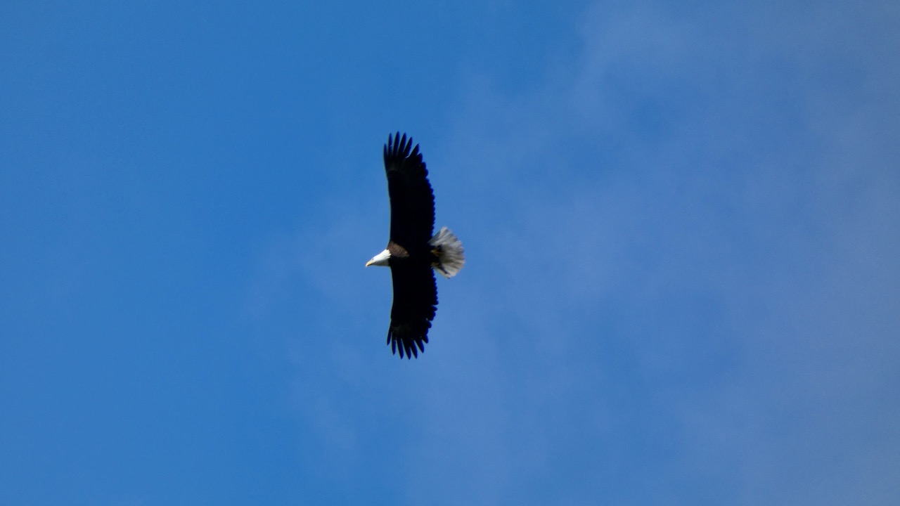 Bald Eagle