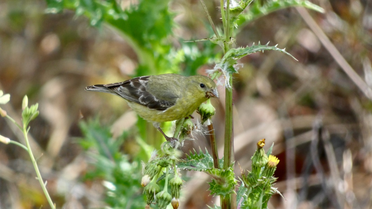 Lesser Goldfinch (Female)