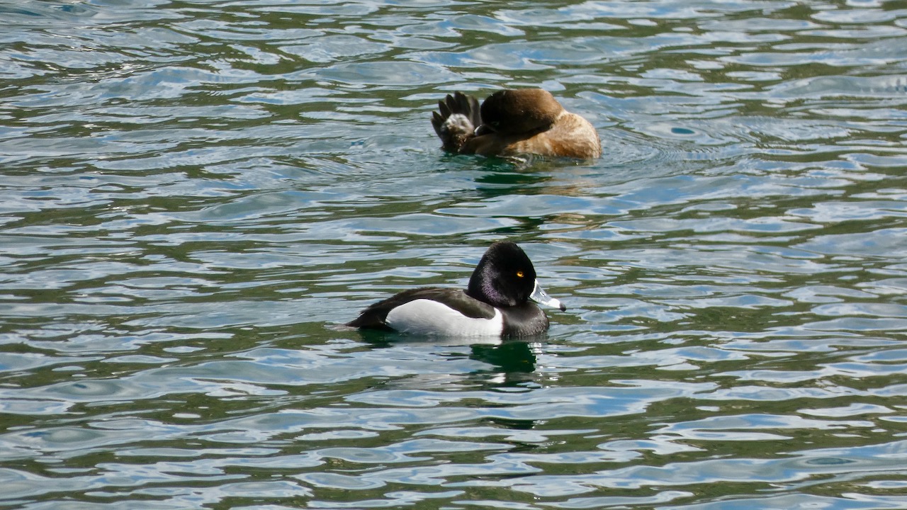 Ring-Necked Ducks