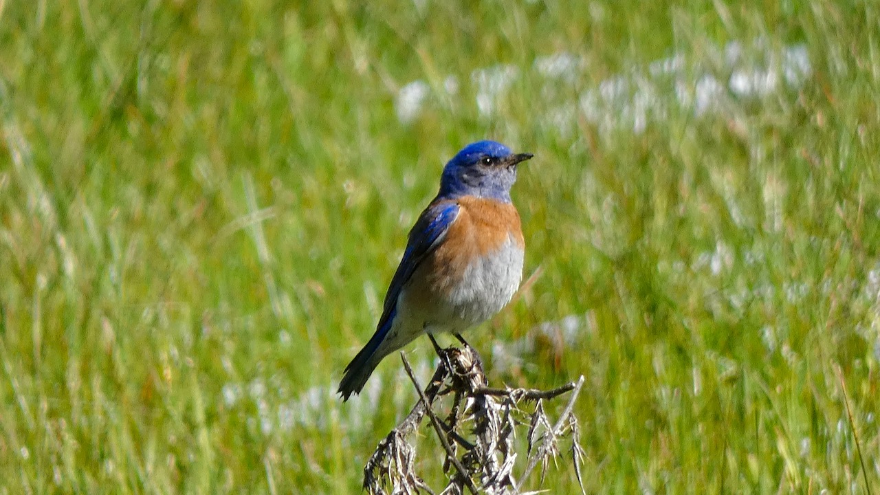 Western Bluebird