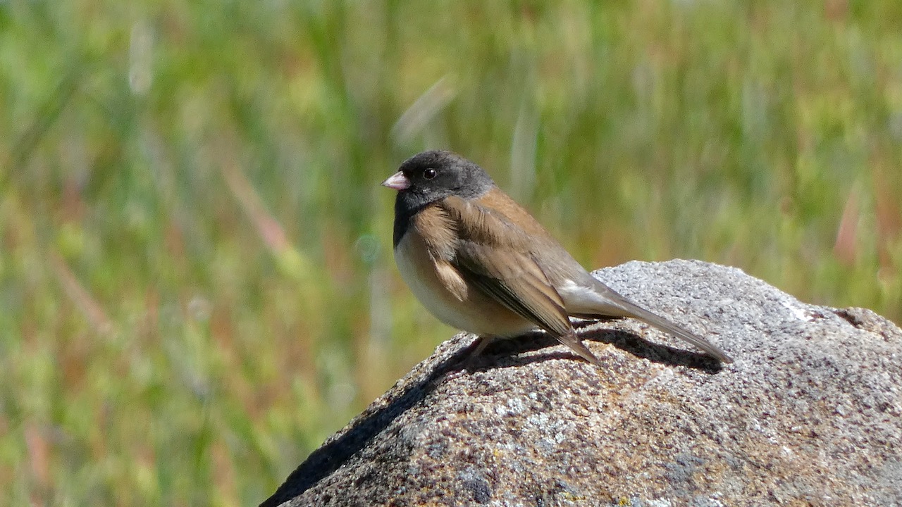 Dark-Eyed Junco