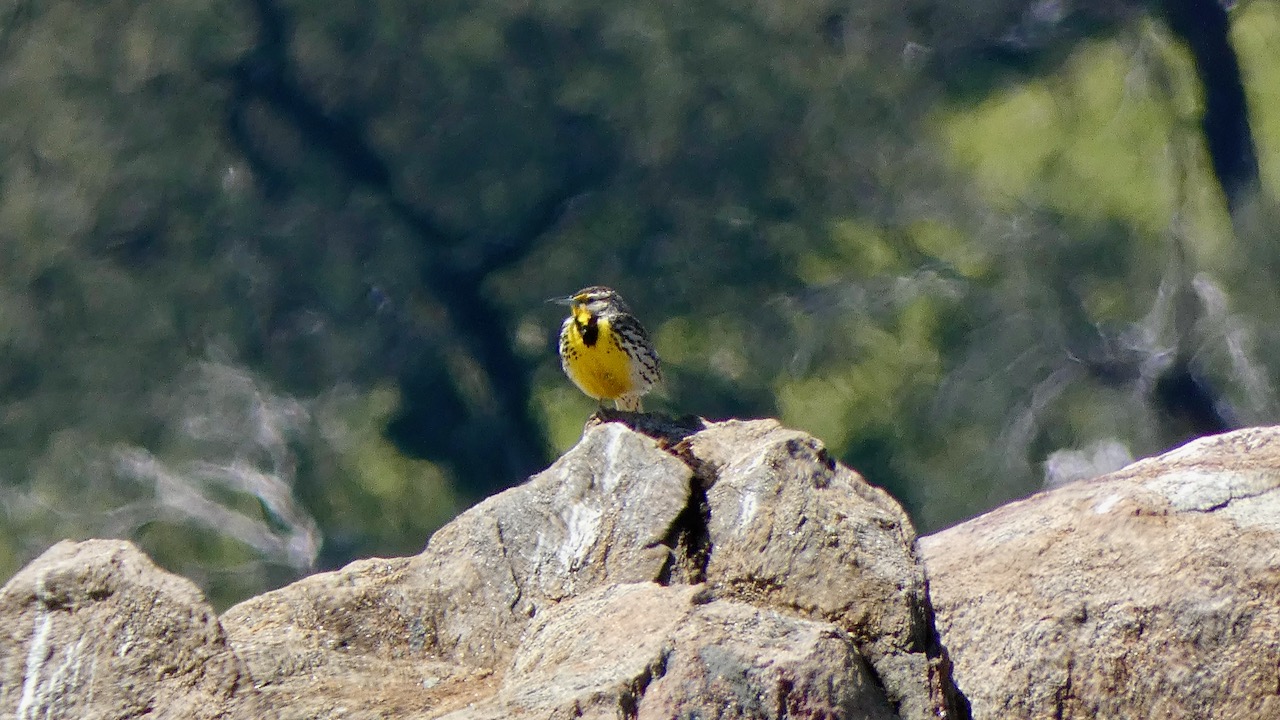 Western Meadowlark