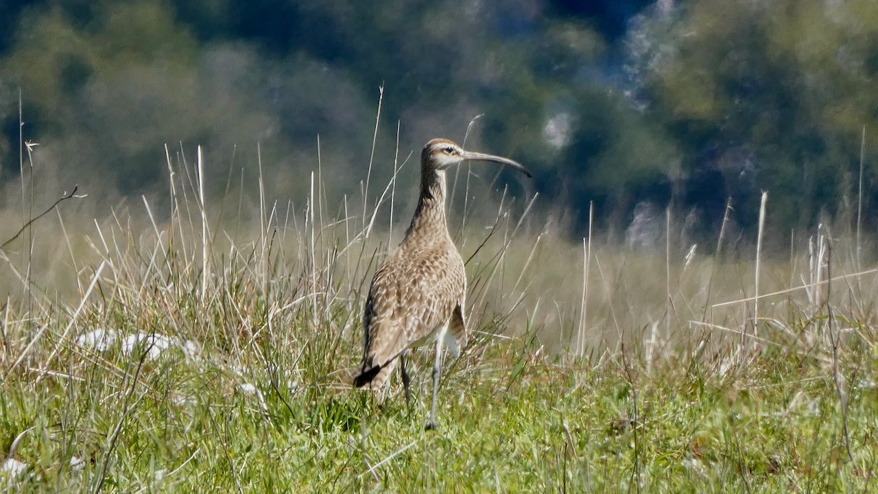 Whimbrel