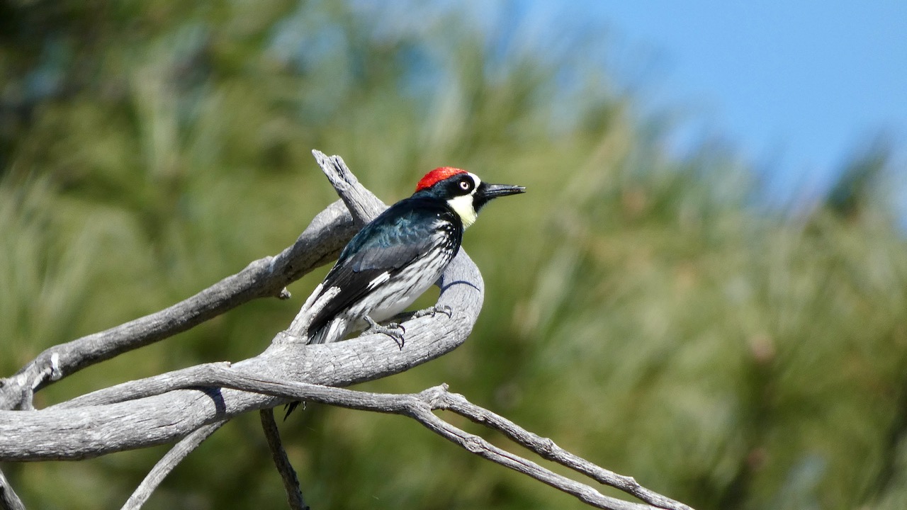 Acorn Woodpecker