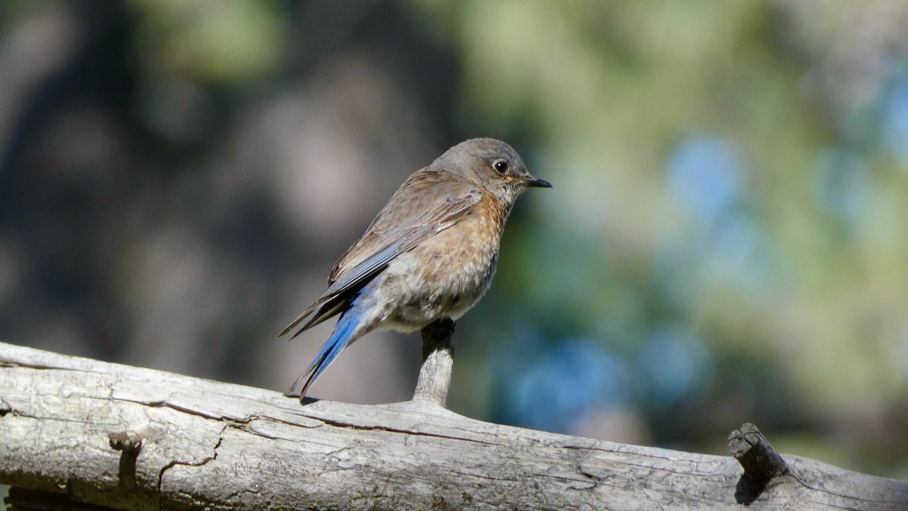 Western Bluebird