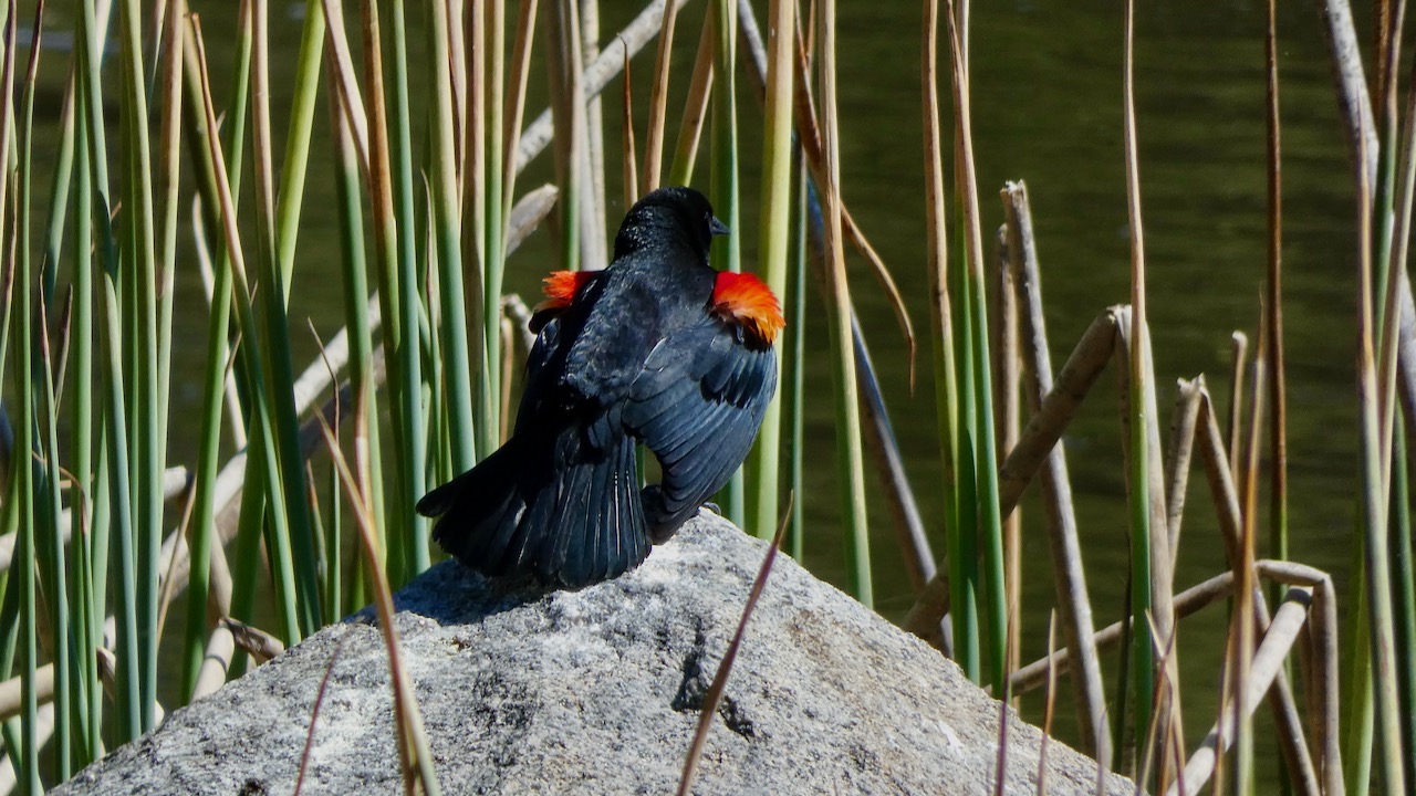 Red-winged Blackbird