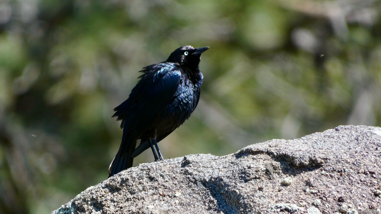 Brewer’s Blackbird