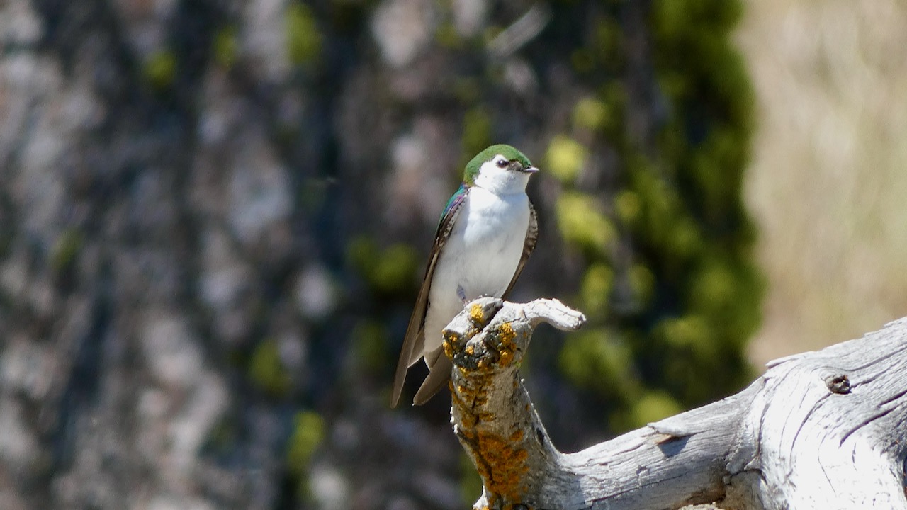 Violet-green Swallow