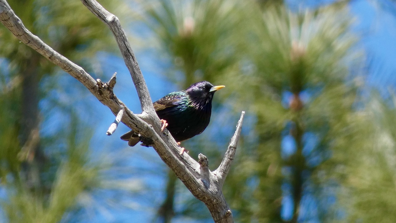 European Starling