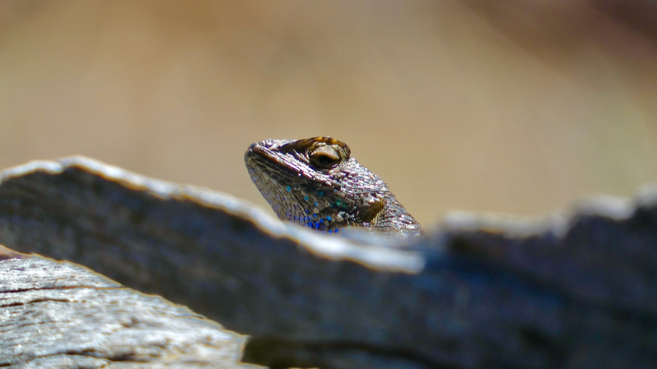 Western Fence Lizard