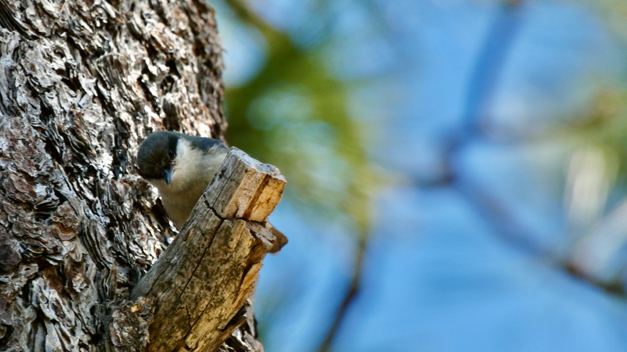 Pygmy Nuthatch