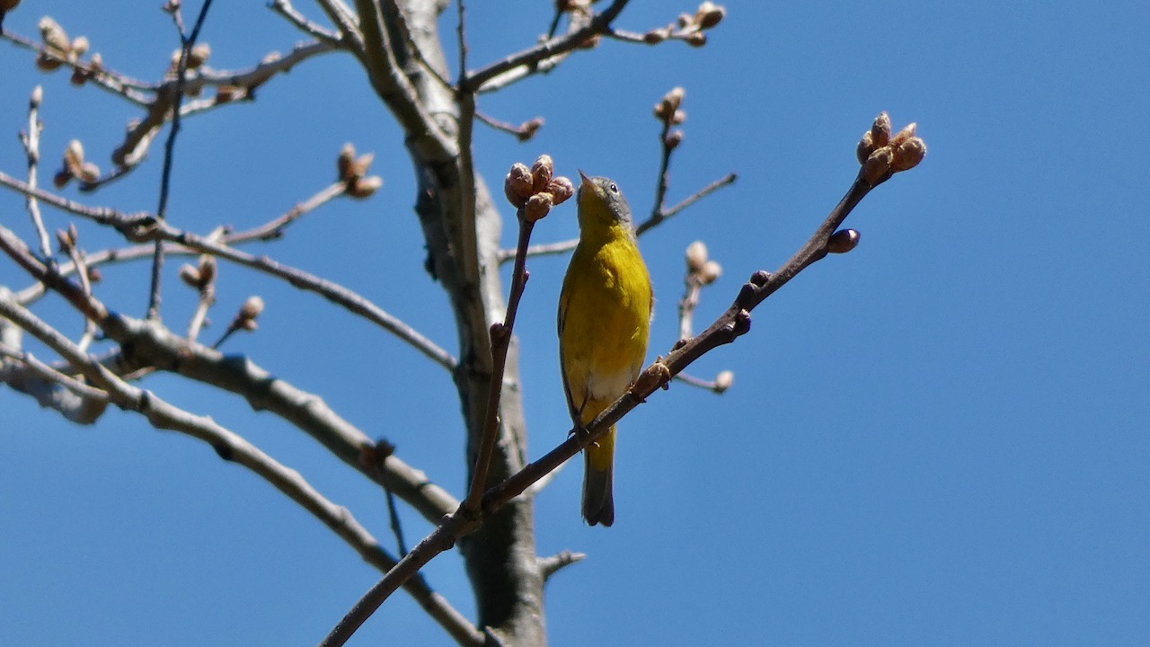 Nashville Warbler