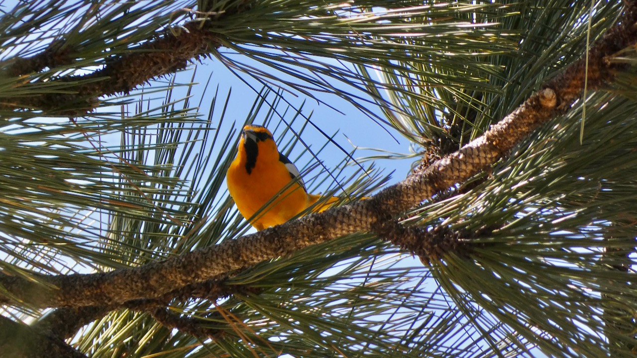 Bullock’s Oriole