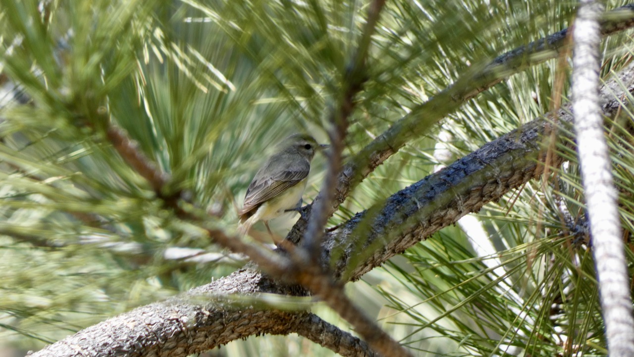 Warbling Vireo