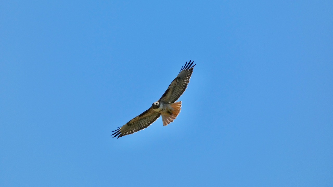 Red-tailed Hawk