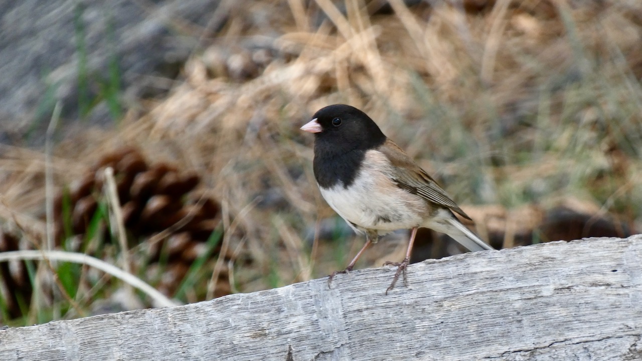 Dark-eyed Junco