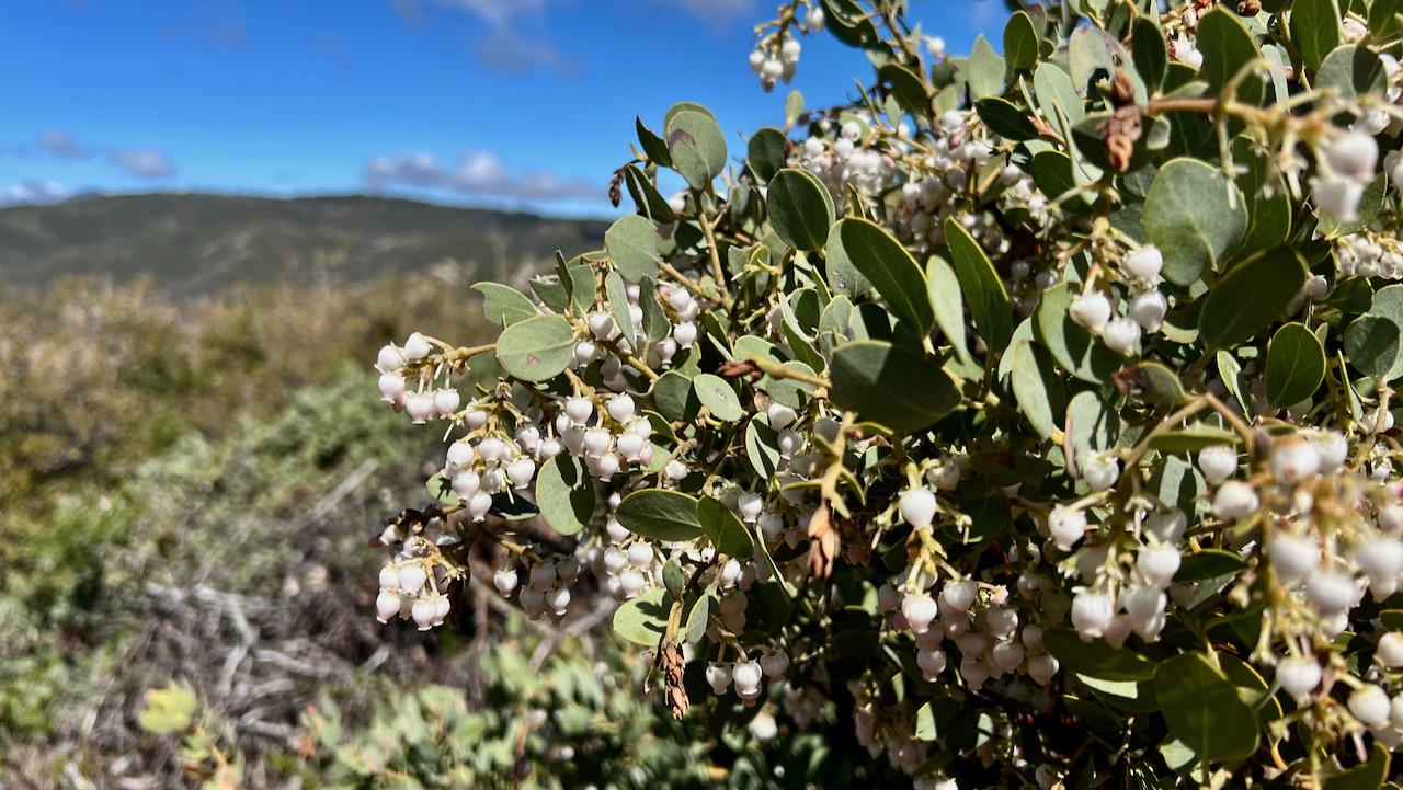 Bigberry manzanita