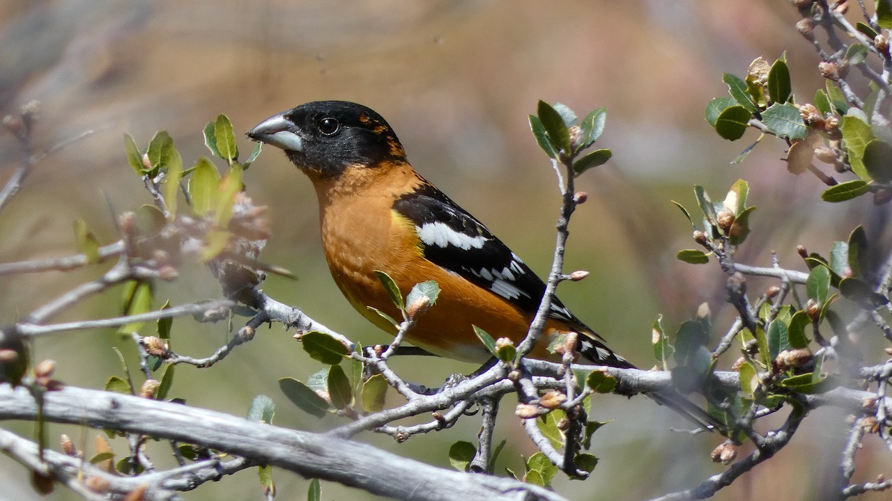 Black-headed Grosbeak